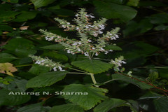 Teucrium tomentosum